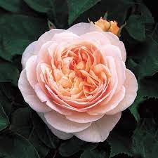 Juliet Rose