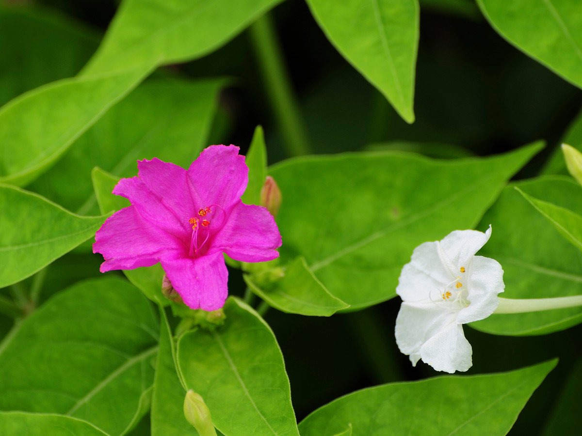How to grow Mirabilis Jalapa from seedsFlowerworld.in