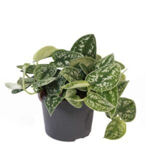 Satin Pothos Argyraeus