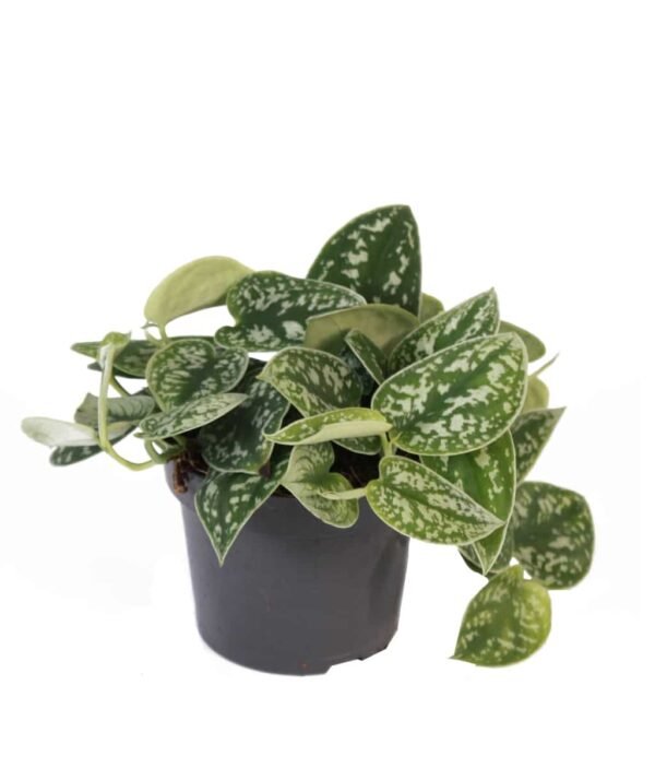 Satin Pothos Argyraeus