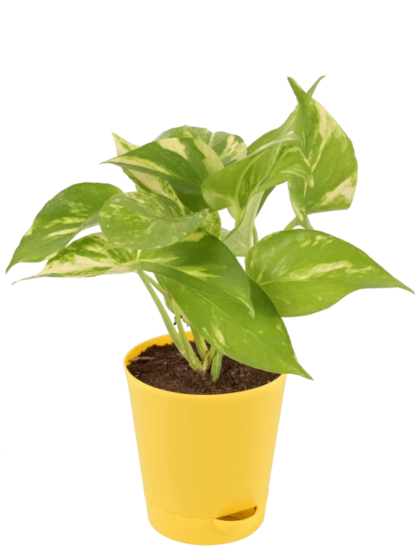 Money Plant Variegated