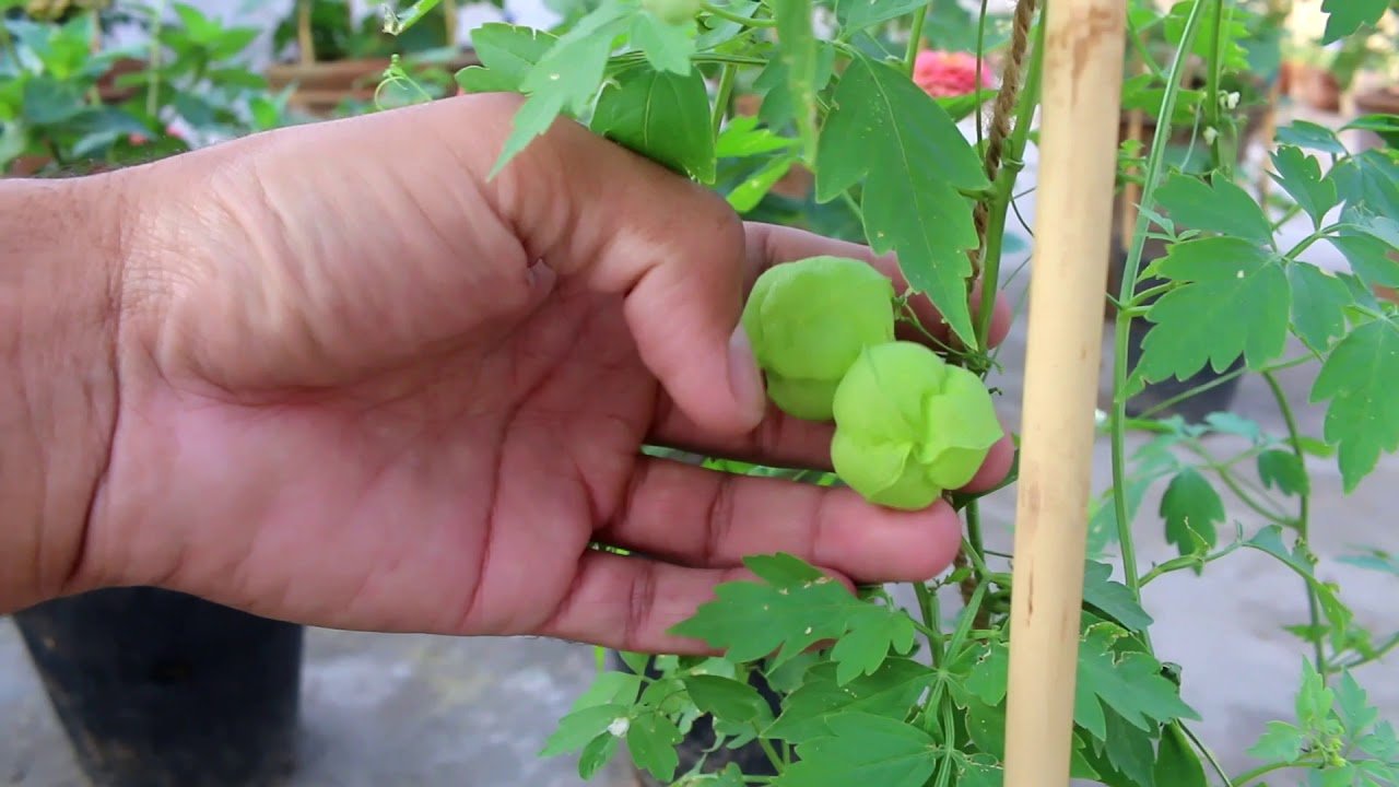 balloon vine heartseeds