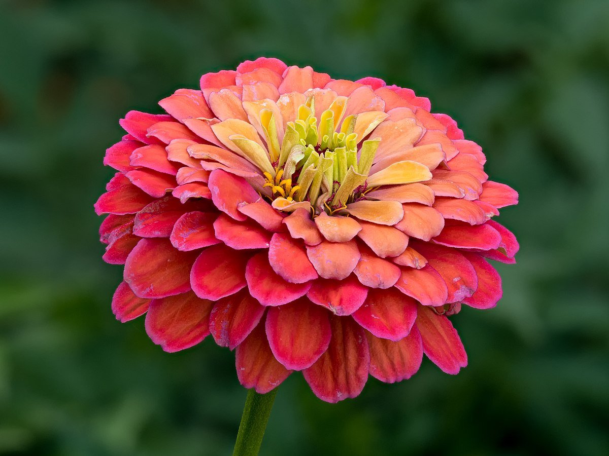 Zinnia flower