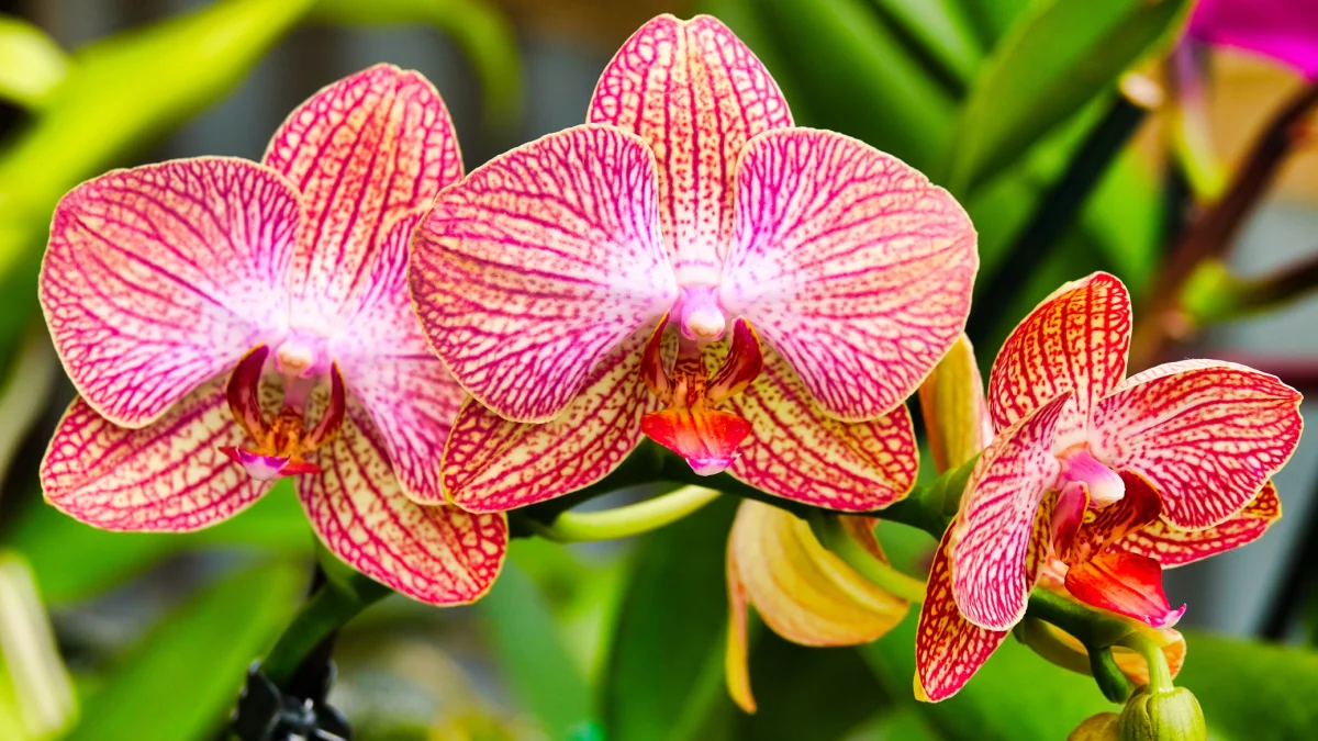 Orchids