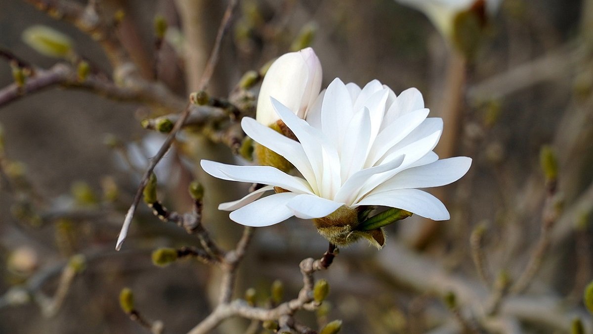 Magnolia flower