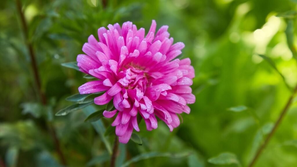 Aster flower