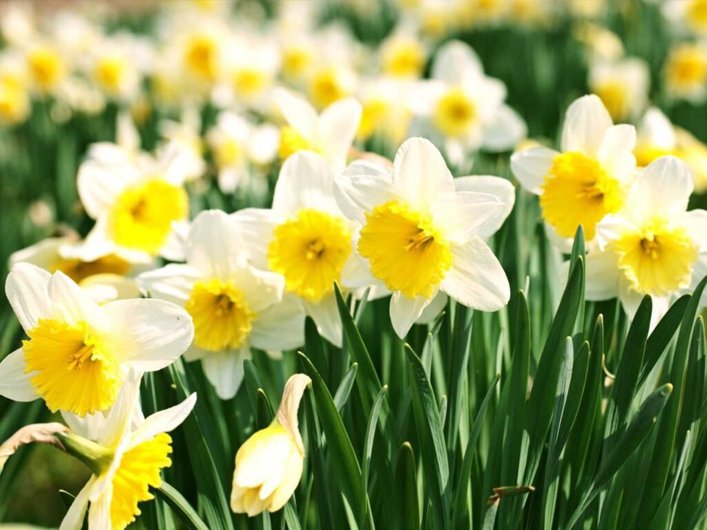 Deffodil flower
