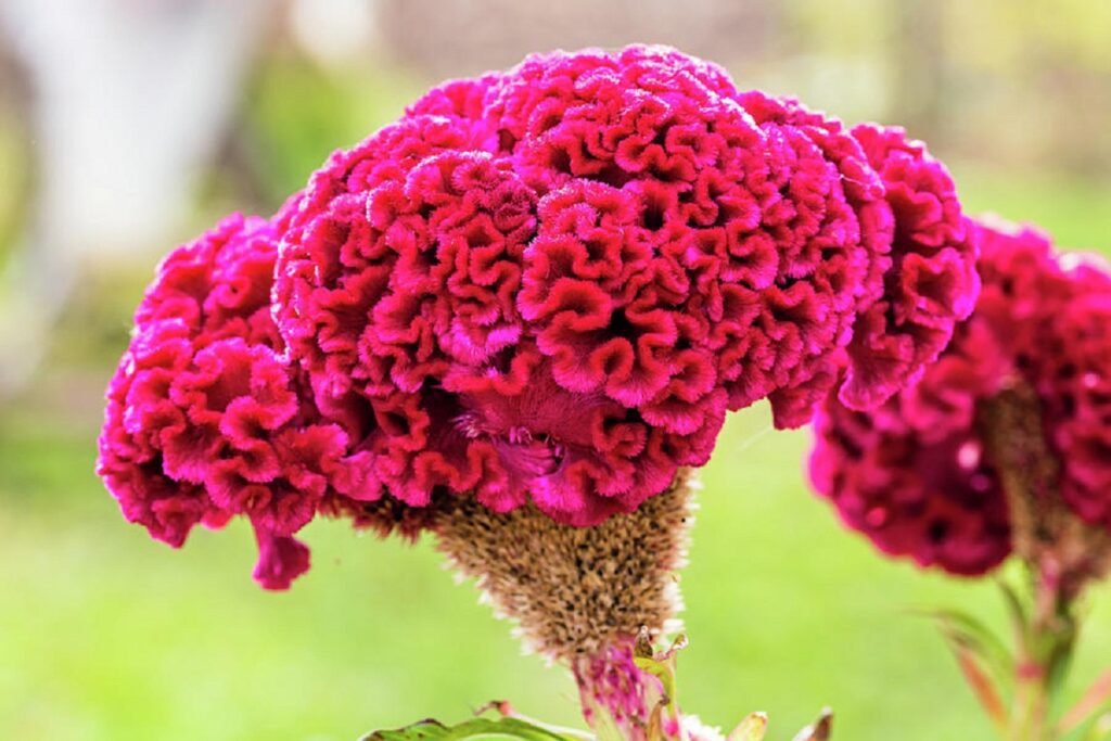Cockscomb flower