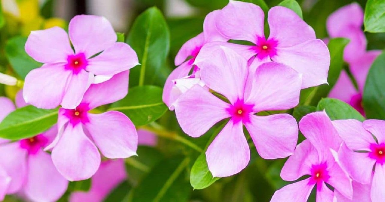 Periwinkle flower