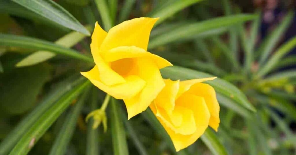 Yellow Oleander