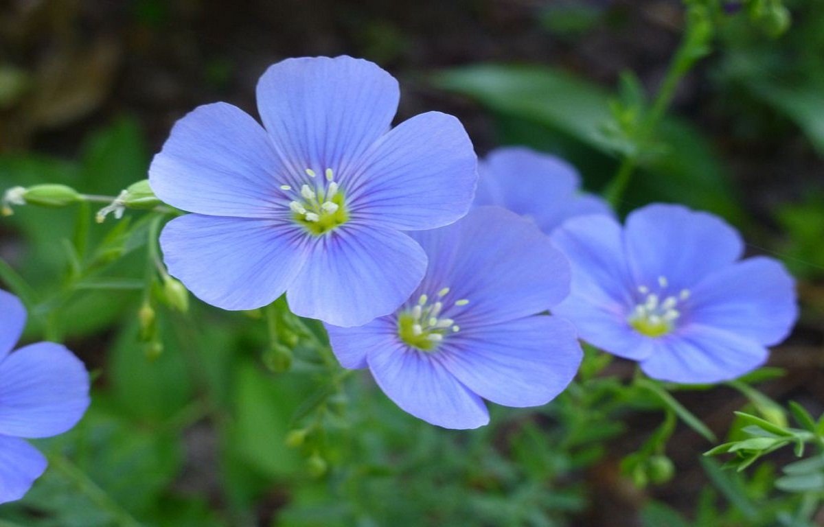 Flax flower
