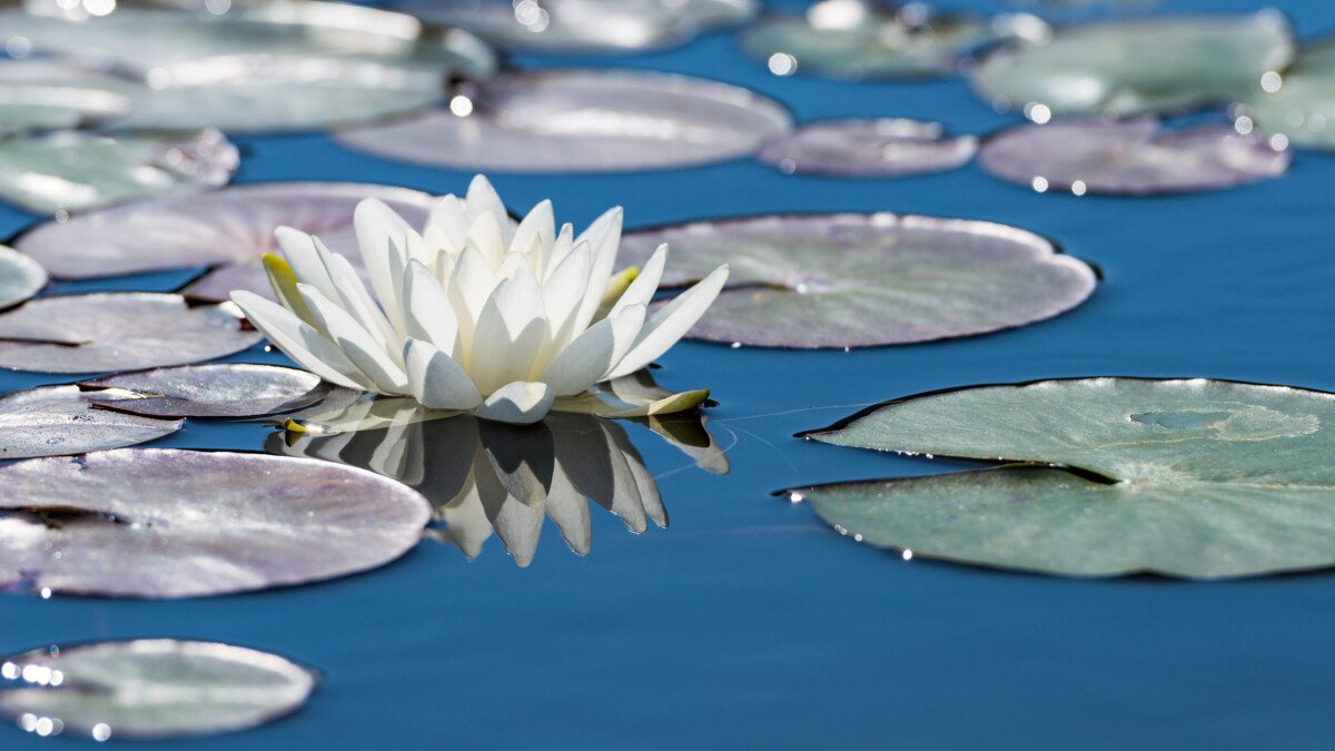 Waterlily Flower