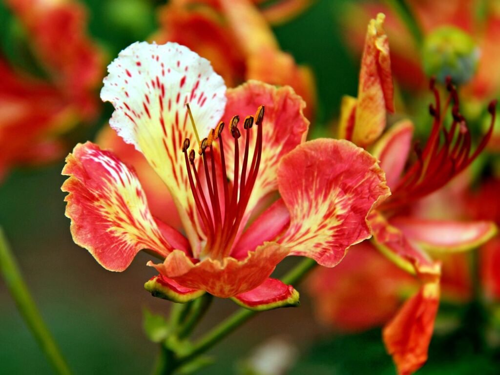Gulmohar flower