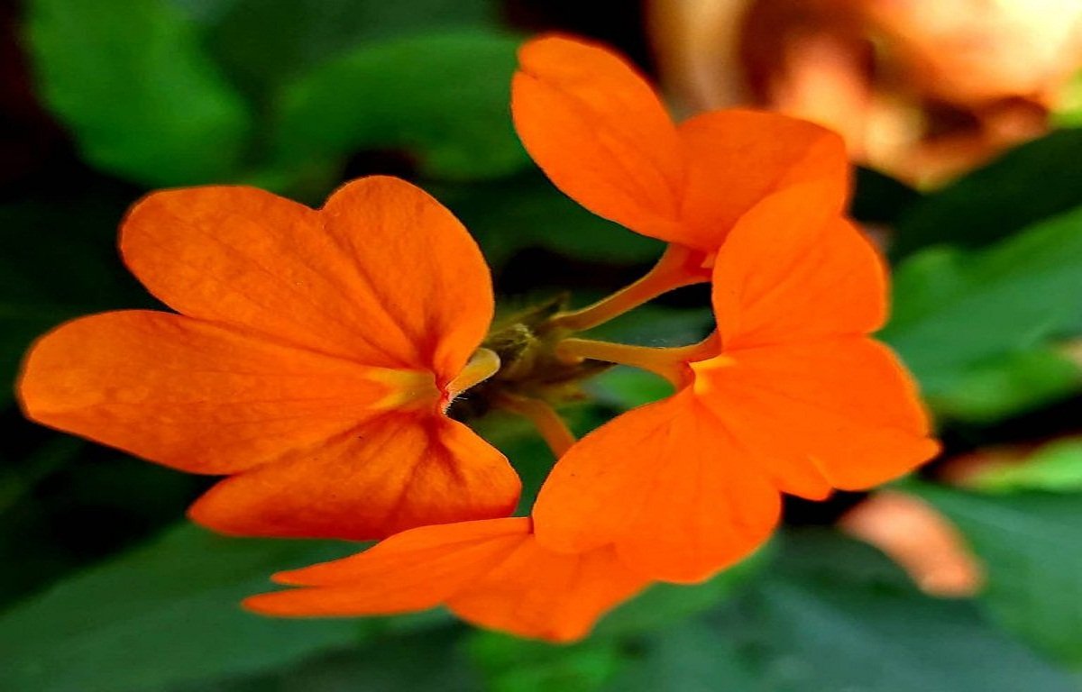 crossandra flower
