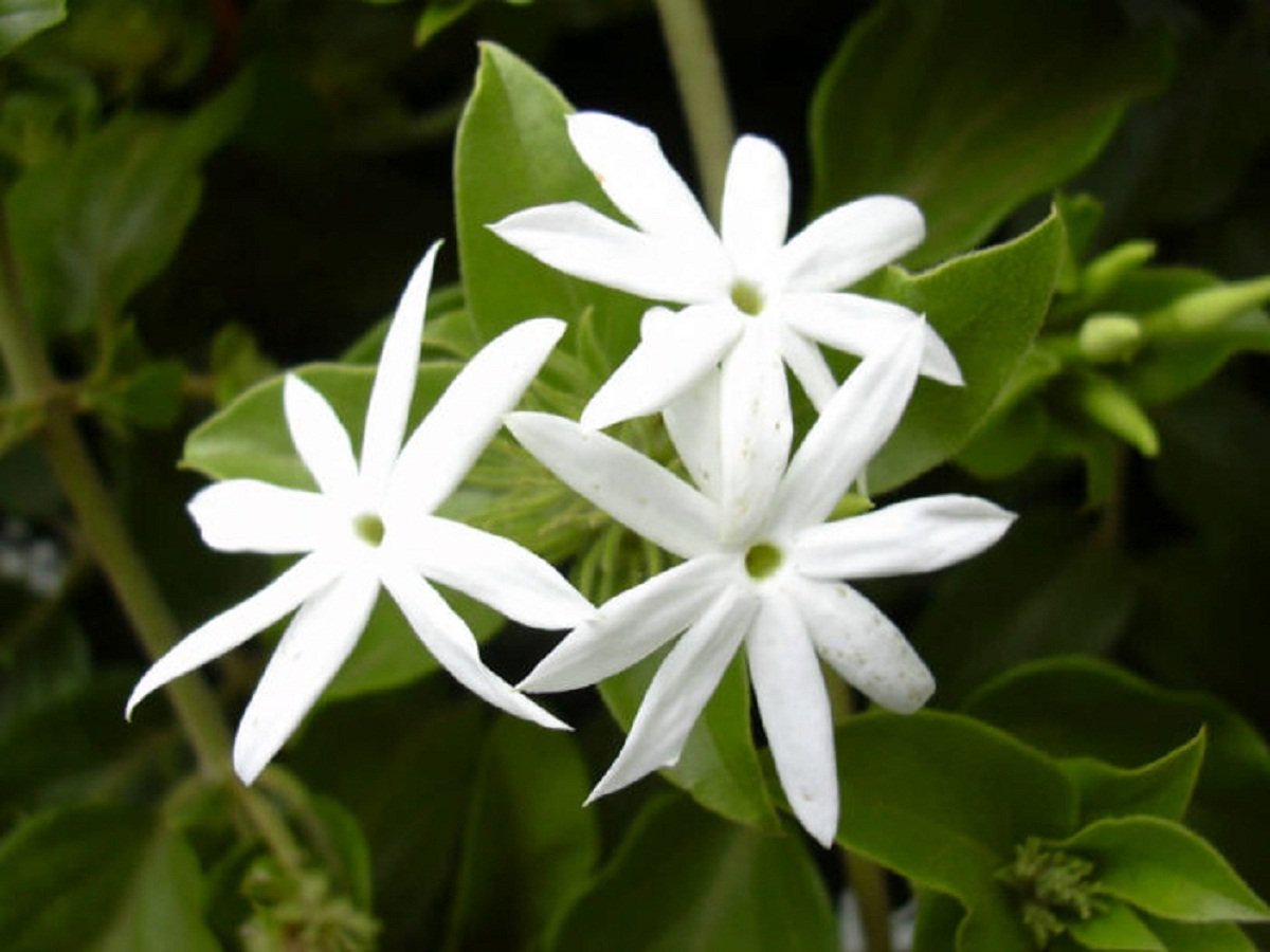 Star Jasmine