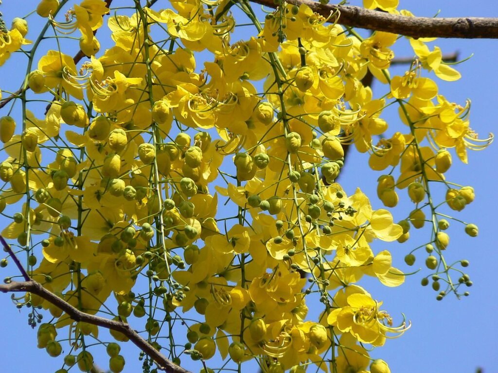 Golden Shower Flower