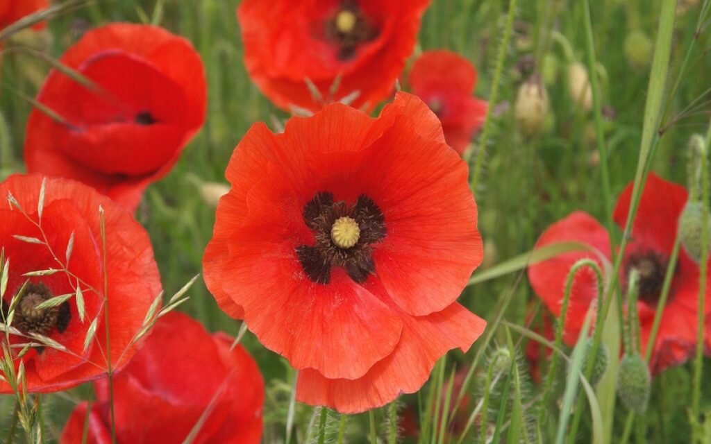 Poppy Flower
