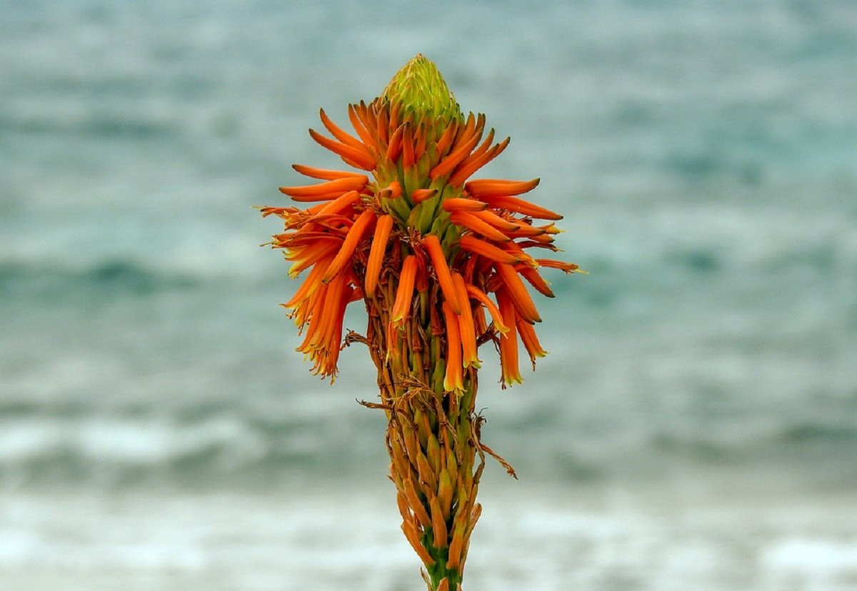 Aloe Vera Flower