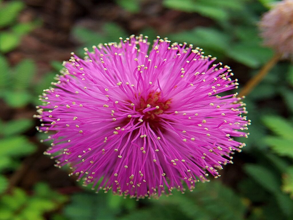 Shameplant Flower