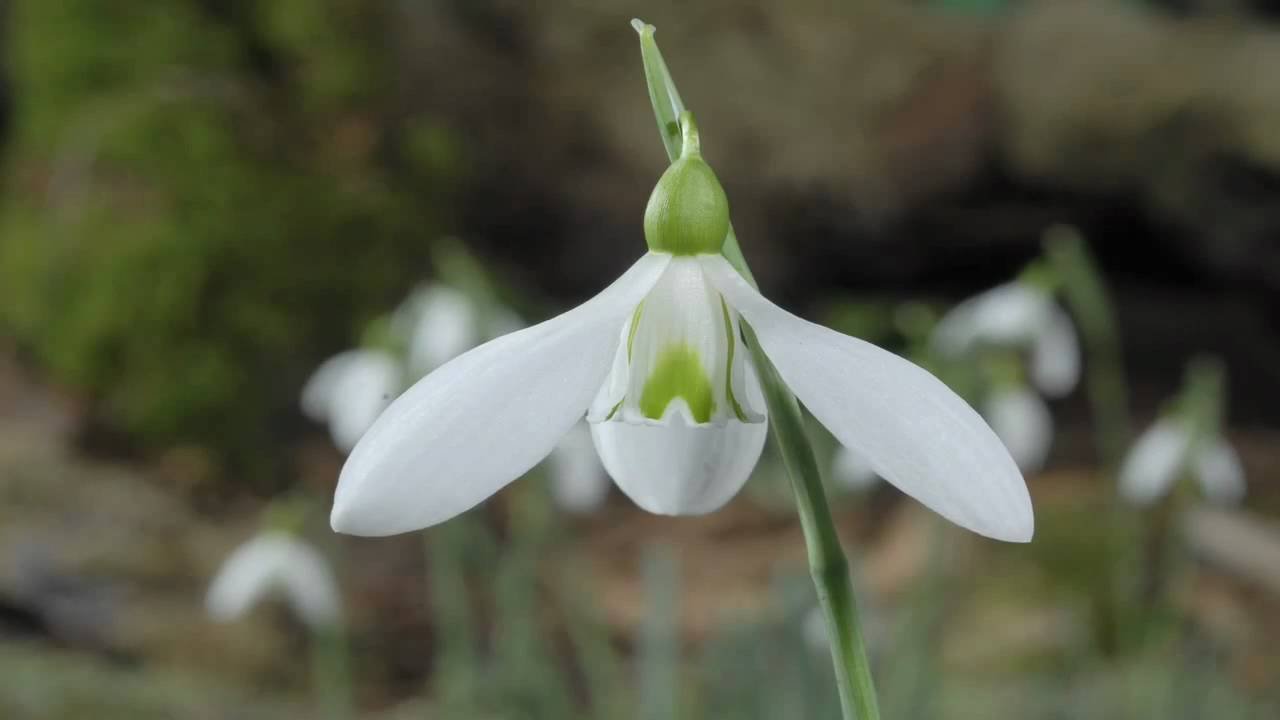 Snowdrop flower