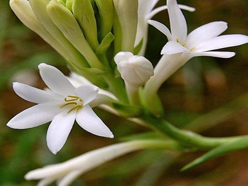 Tuberose flower