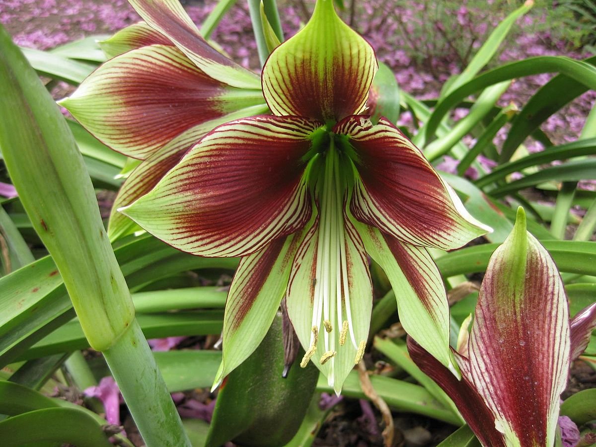 Amaryllis Lily Flower