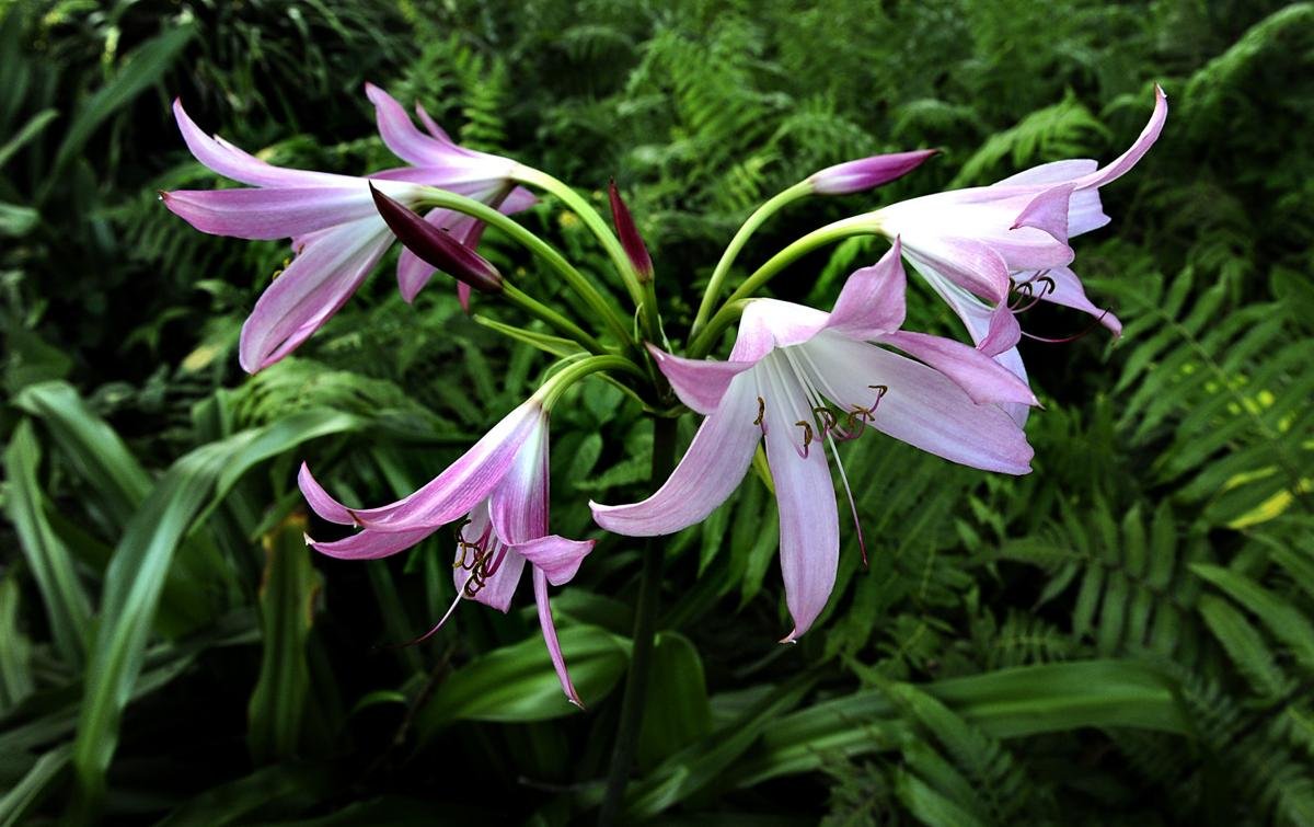 Grand Crinum Lily