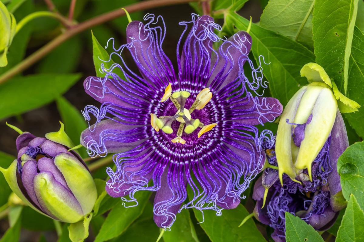 Purple Passion Flower