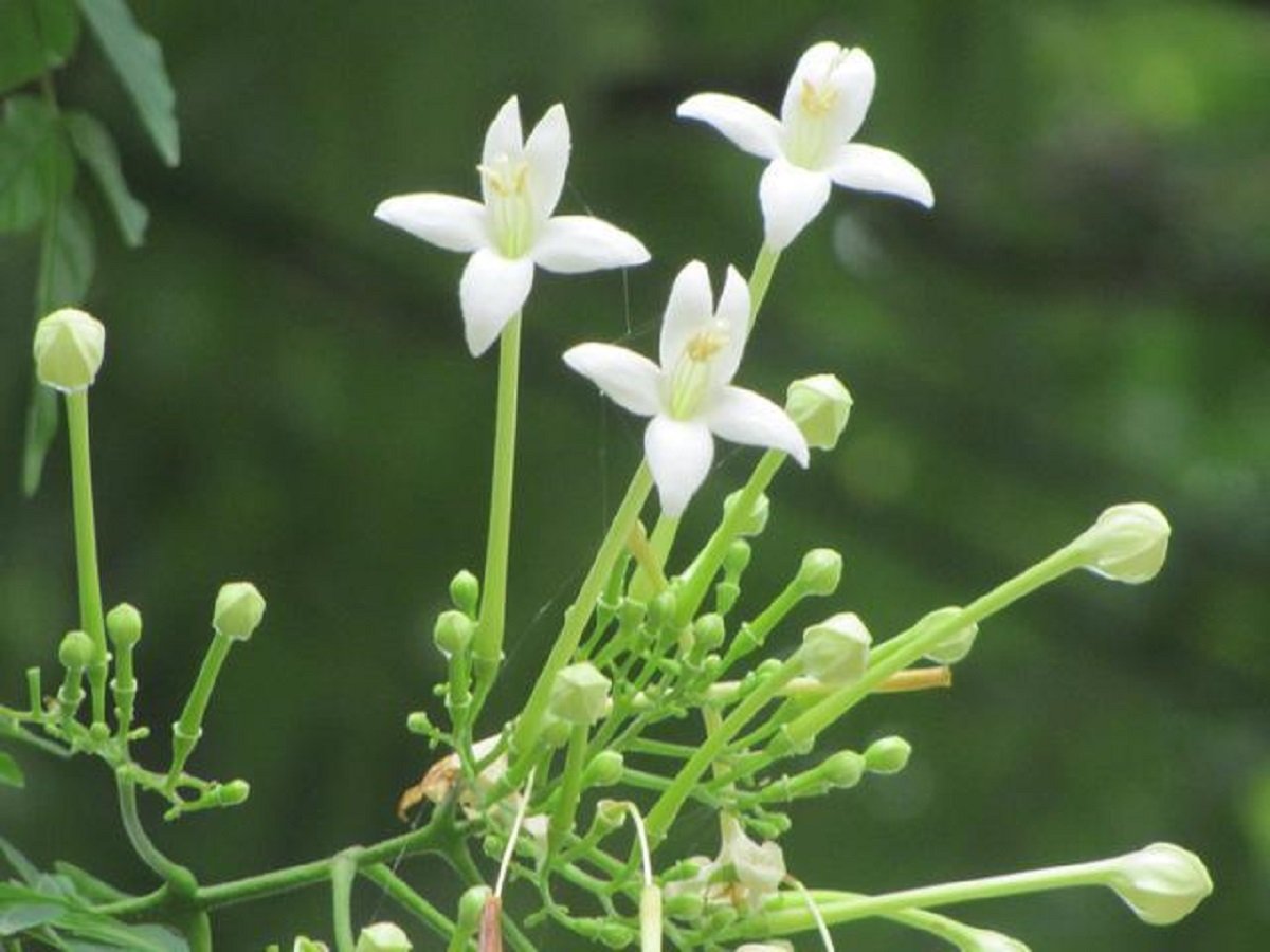Indian Cork Tree flower