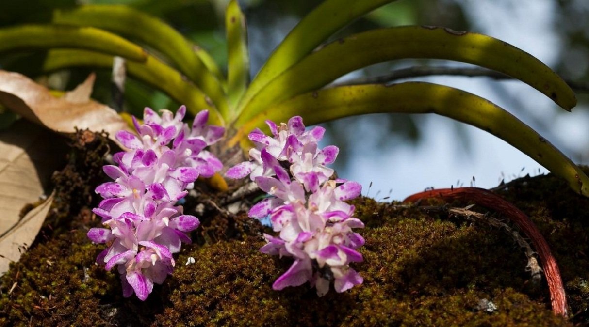Foxtail Orchid