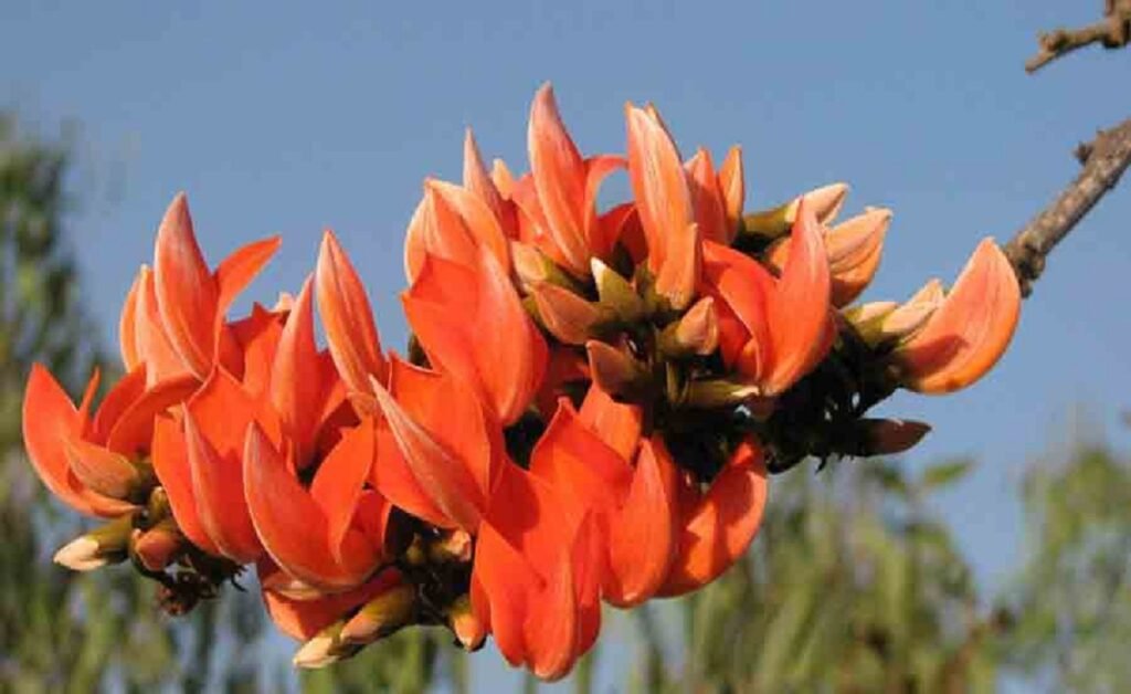Butea Monosperma