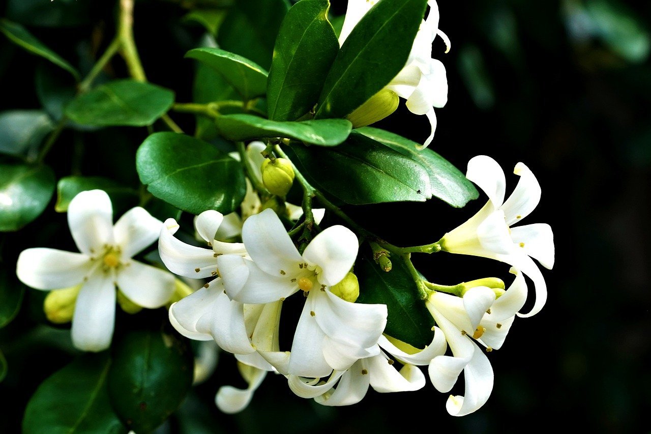 Murraya flower