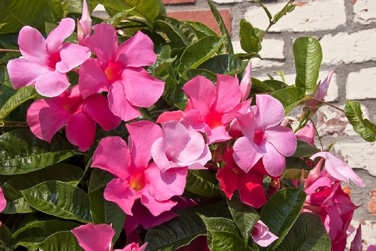 Creeper flower