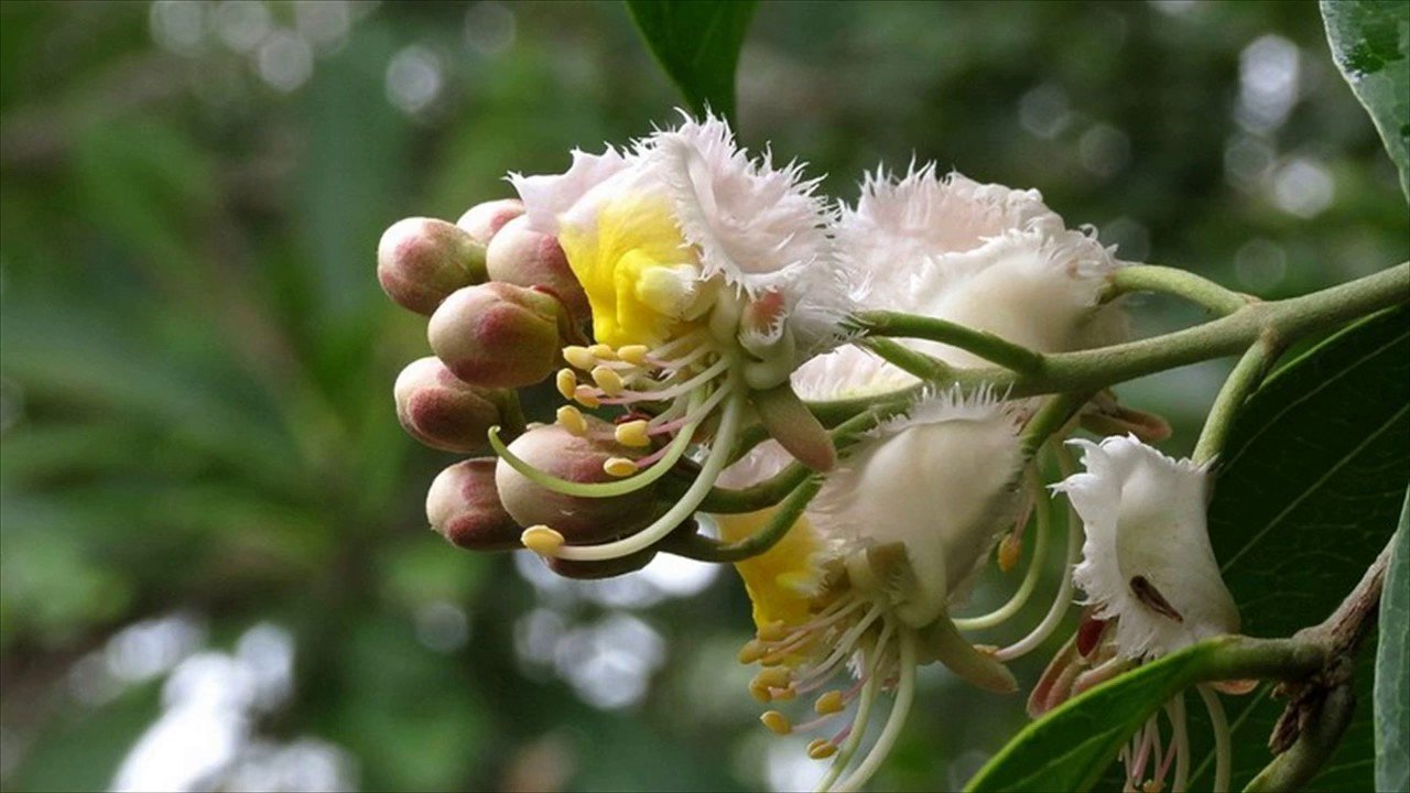 Hiptage flower