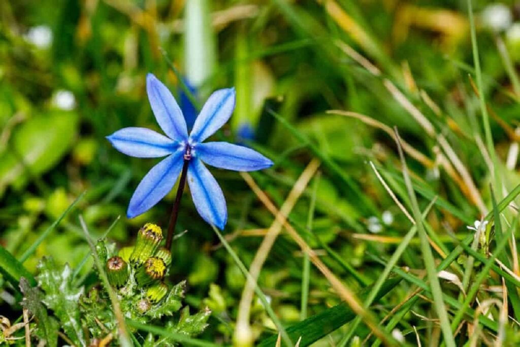 Blue Star flower