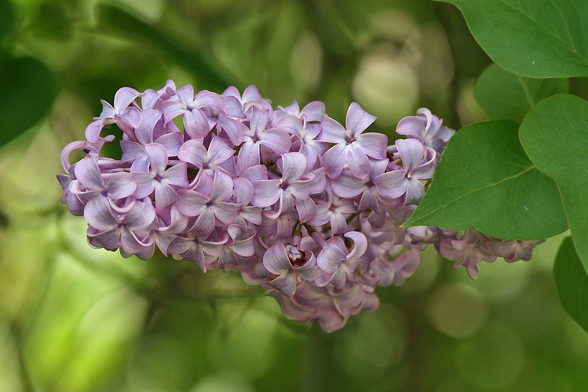 How to plant lilac flower