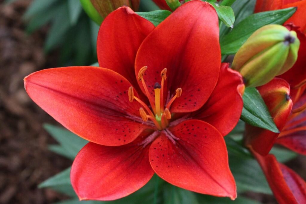 Asiatic Lily