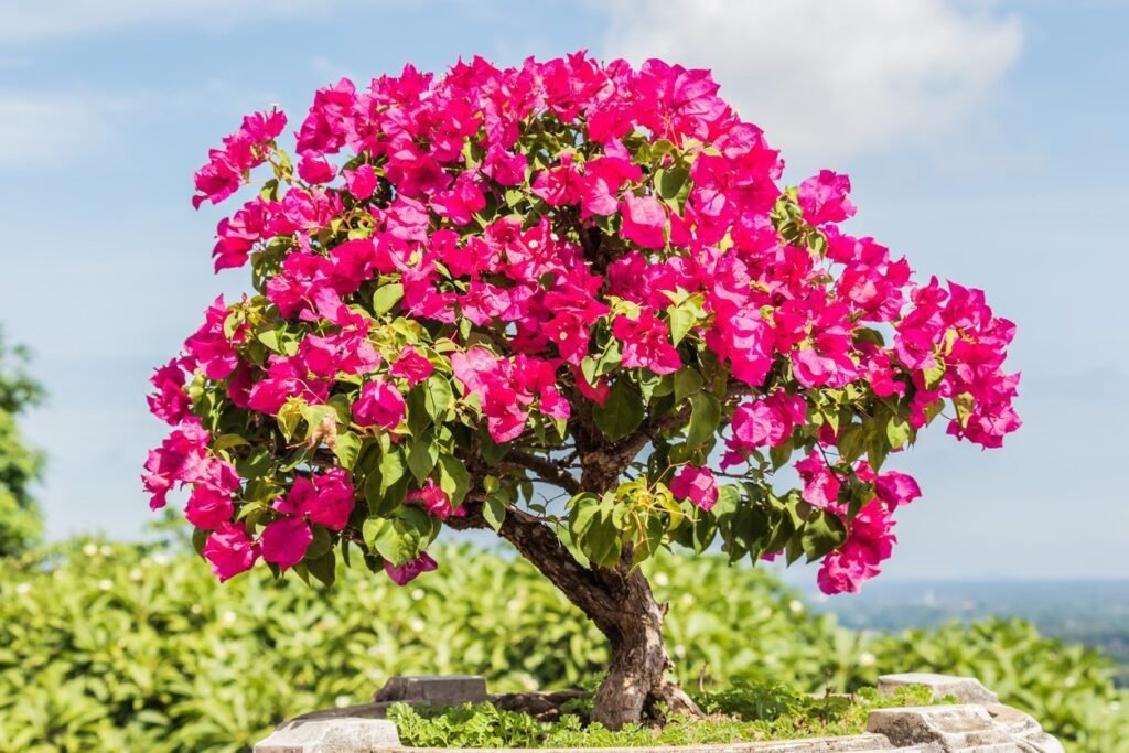 Bougainvillea-bonsai Tree