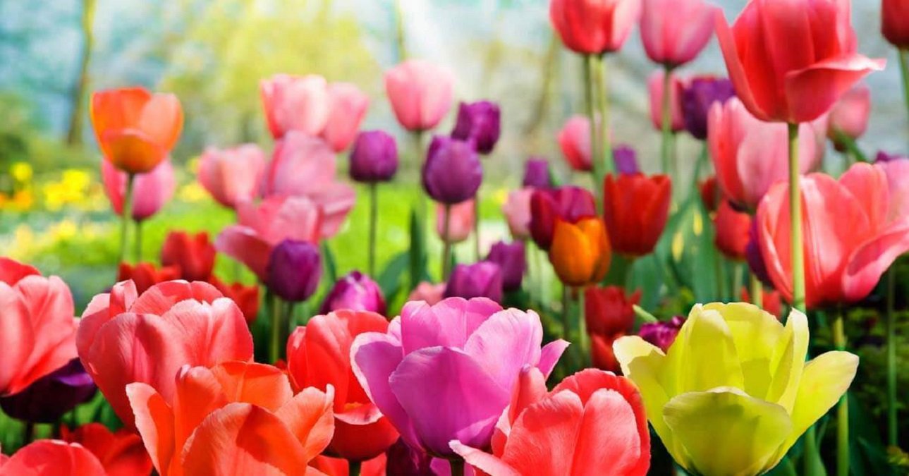 Buy flowers online in Sitapur