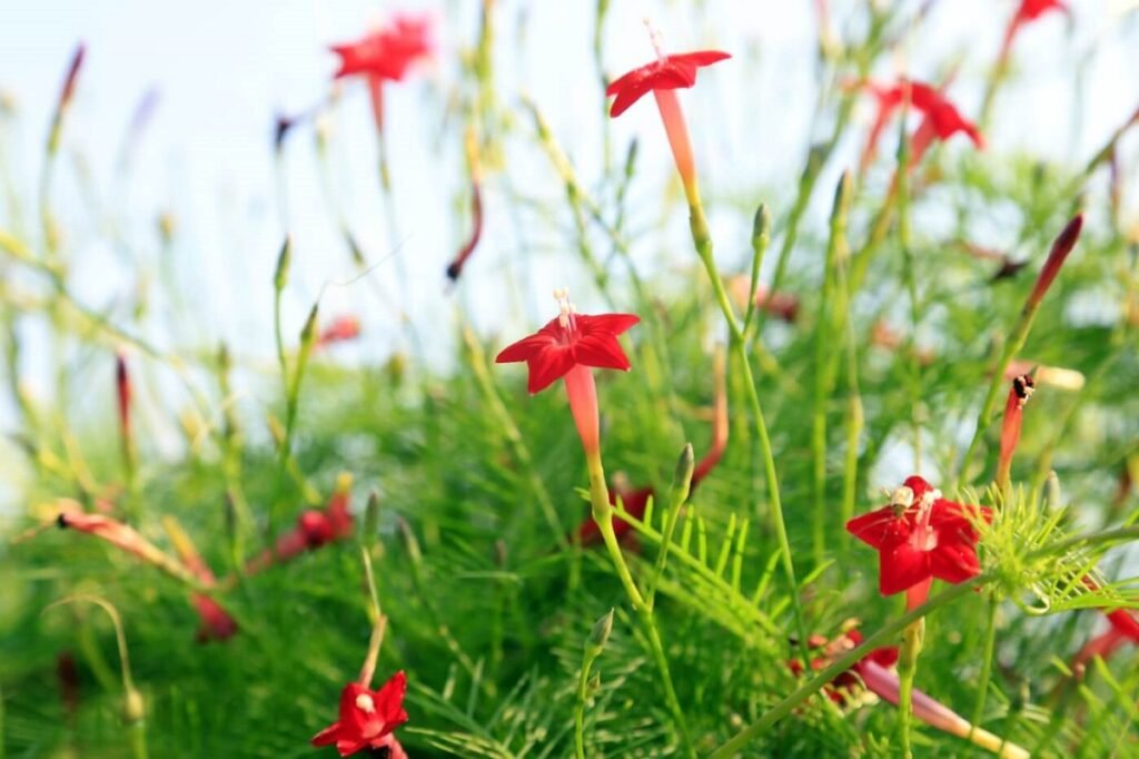 cypress vine