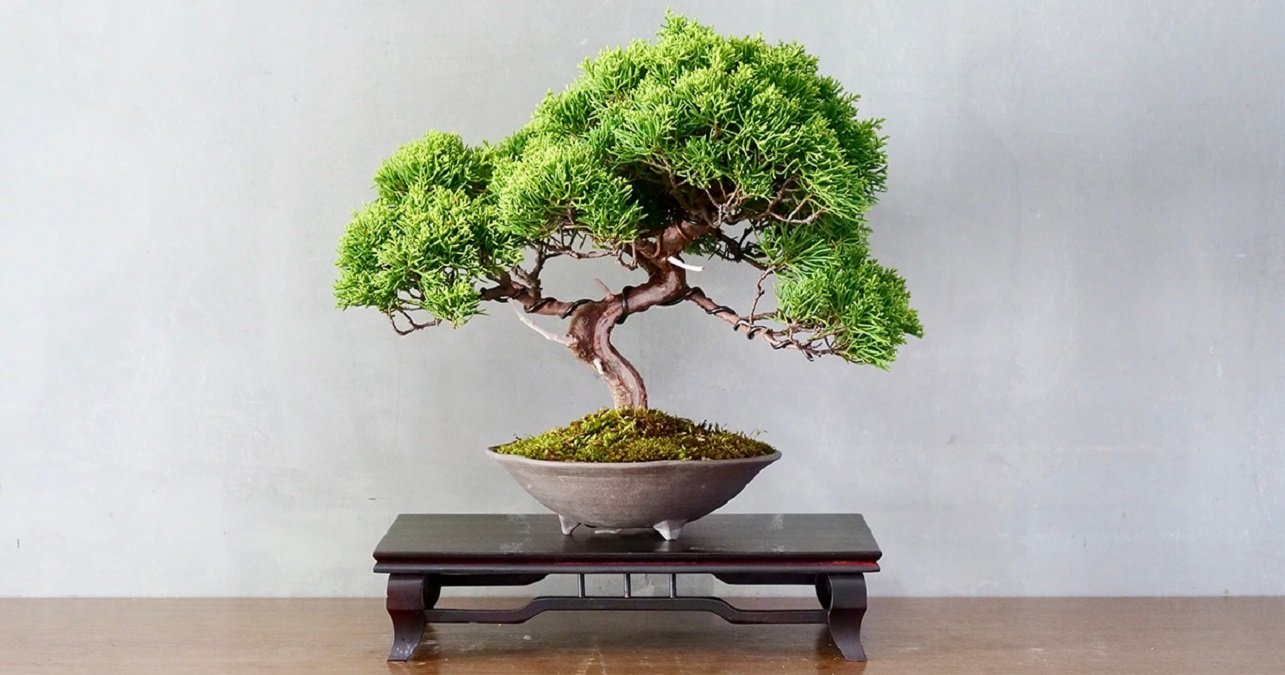 Bonsai Tree in Sitapur