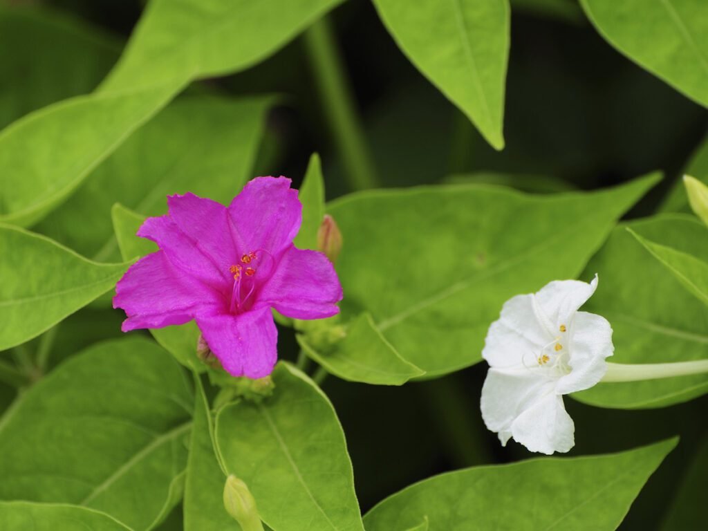 Four O'clock Flower(Mirabilis Jalapa)