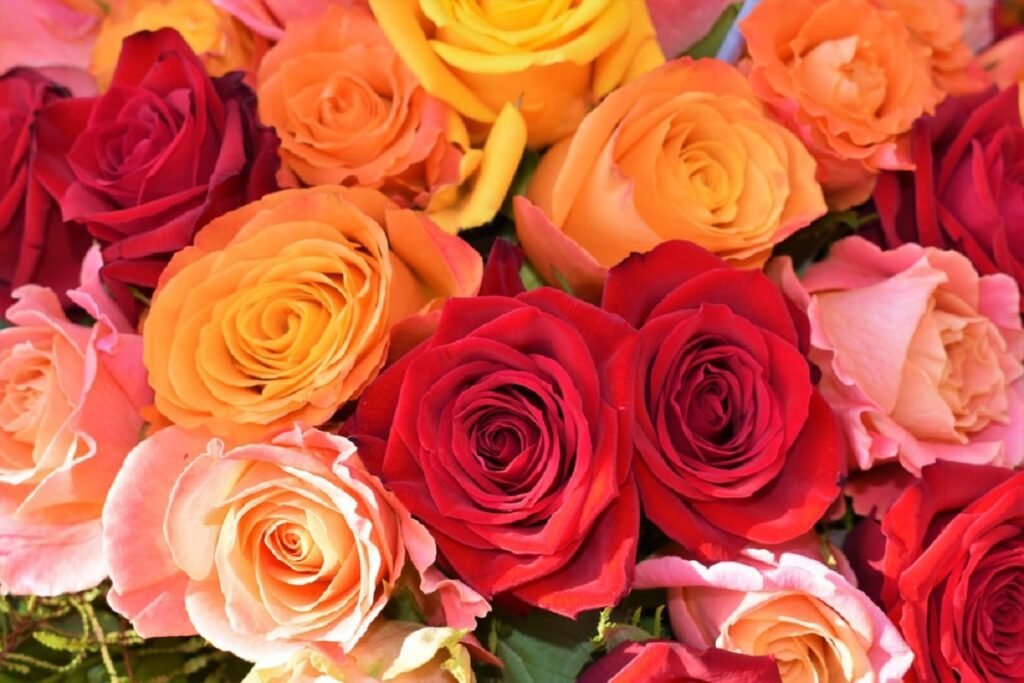 Online flowers in Sitapur