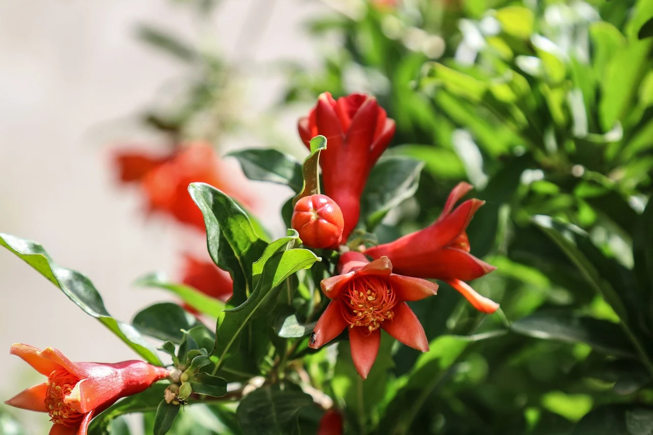 Pomegranate fruit plant