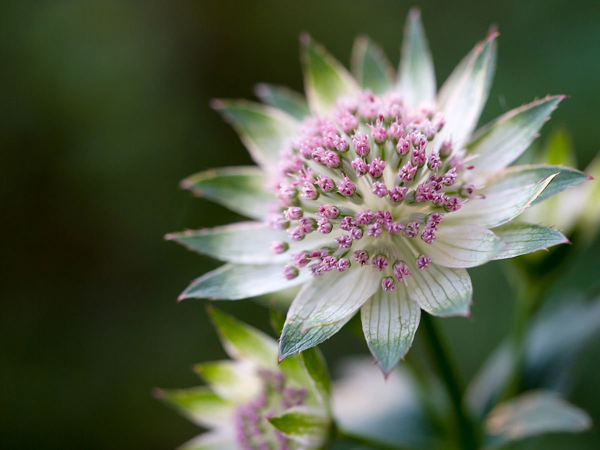Astrantia flower
