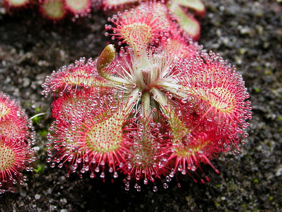 Sundew Plant