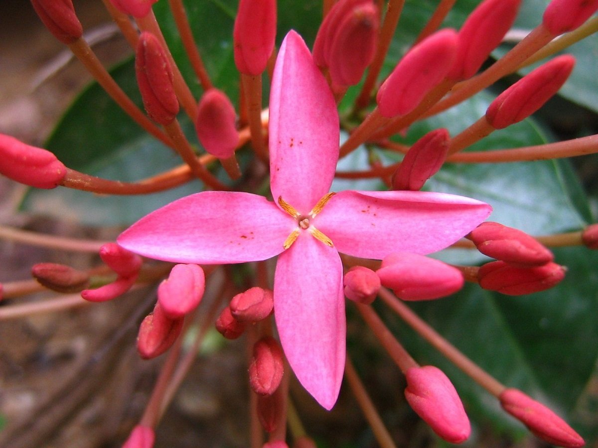 Ixora Coccinea Flower