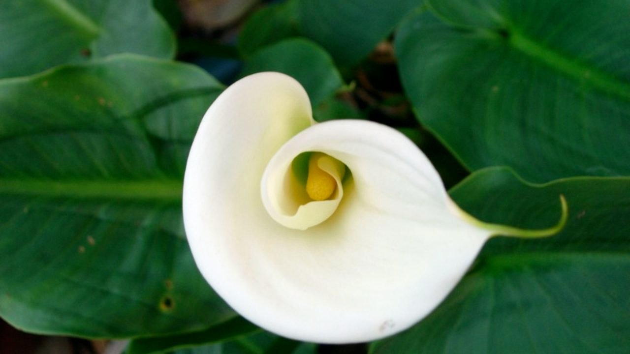 Calla lily