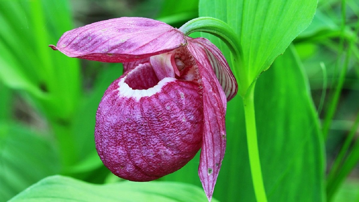 Lady's slipper Orchid