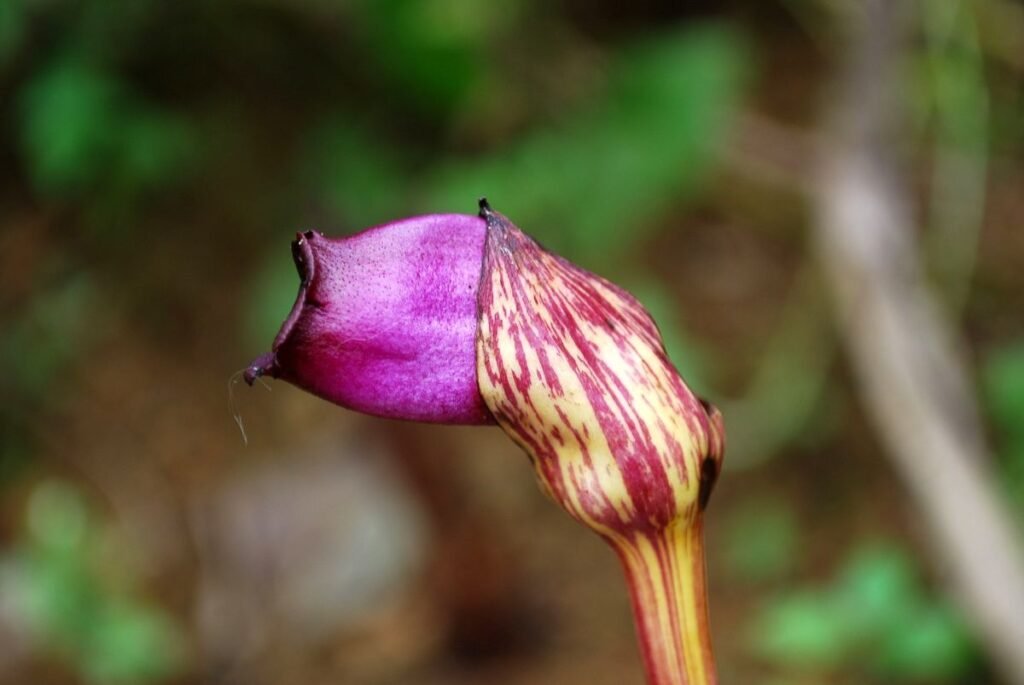 Forest Ghost Flower